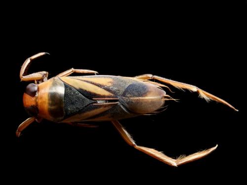 Notonecta obliqua